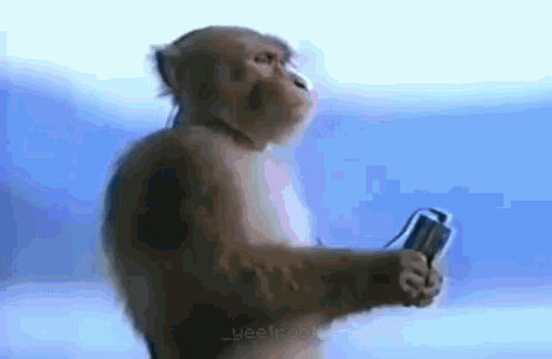 Monkey listening to music reaction